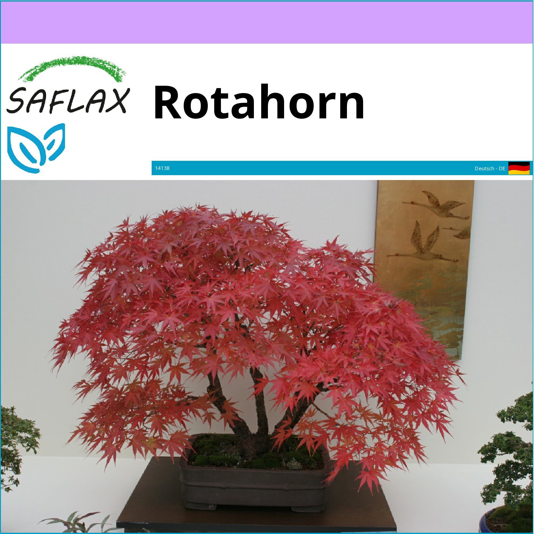 SAFLAX Blumensamen SAFLAX - Samen - Rotahorn – Bild 5 von 5