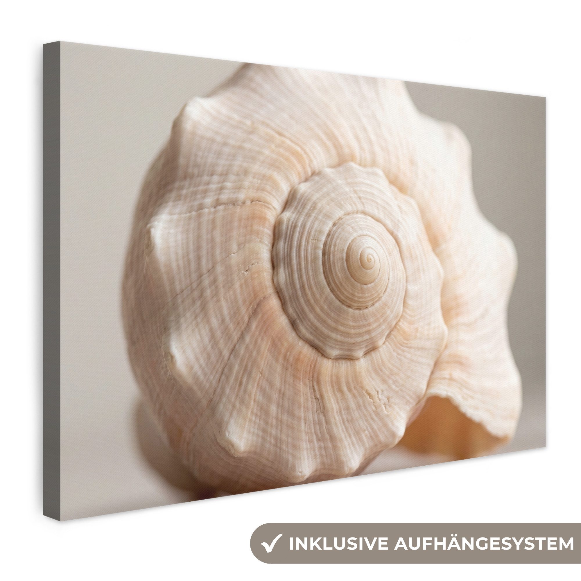 OneMillionCanvasses® Leinwandbild Muschel - Detail - Beige, Fotodruck (1 St), Leinwand Bilder Klein, Wand Dekoration Aesthetic 30x20 cm