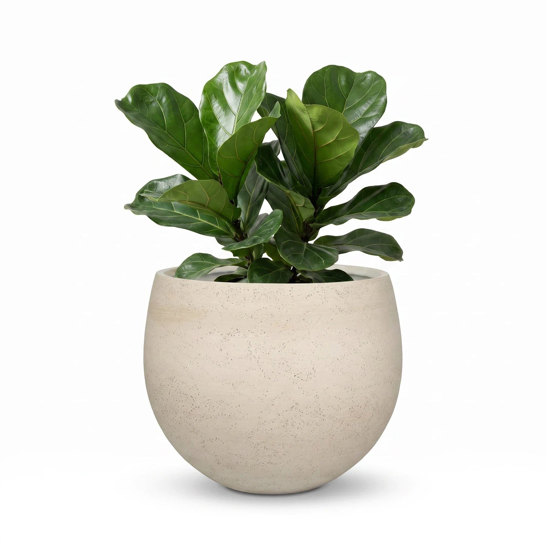 aplanta Blumentopf Pflanztopf Sandro beige,  36X31
