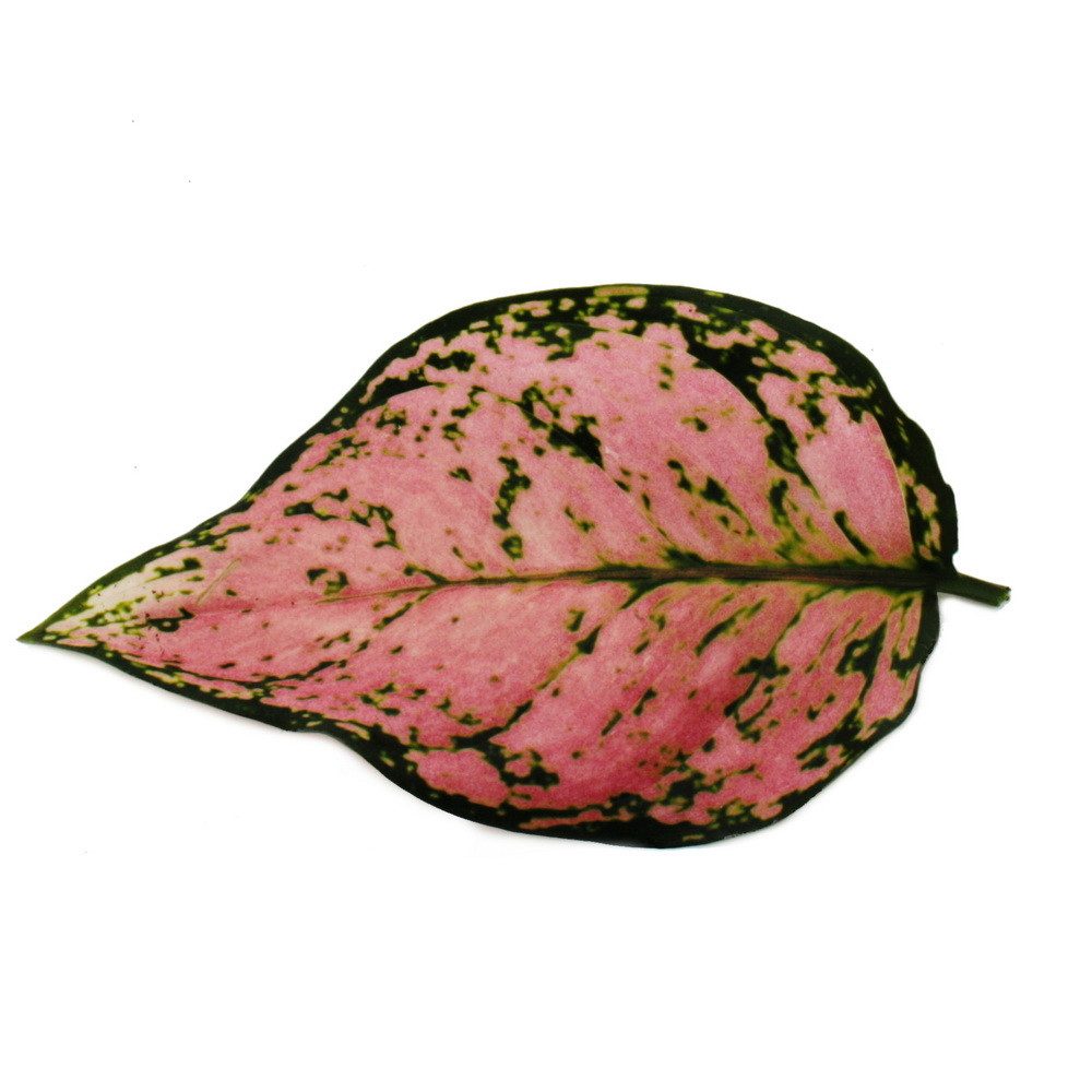 Exotenherz Zimmerpflanze Aglaonema Buntblättriger Kolbenfaden Ausgefallene günstig online kaufen