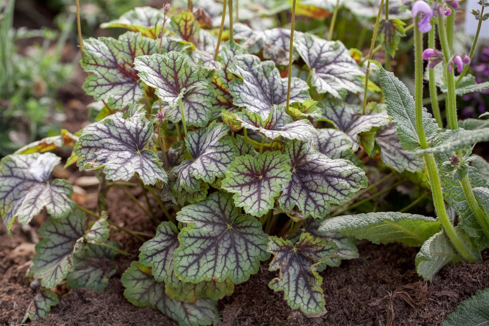 Pflanzen für Dich Staude Heuchera americana Green Spice, 1 St., Purpurglöckchen, Silberglöckchen