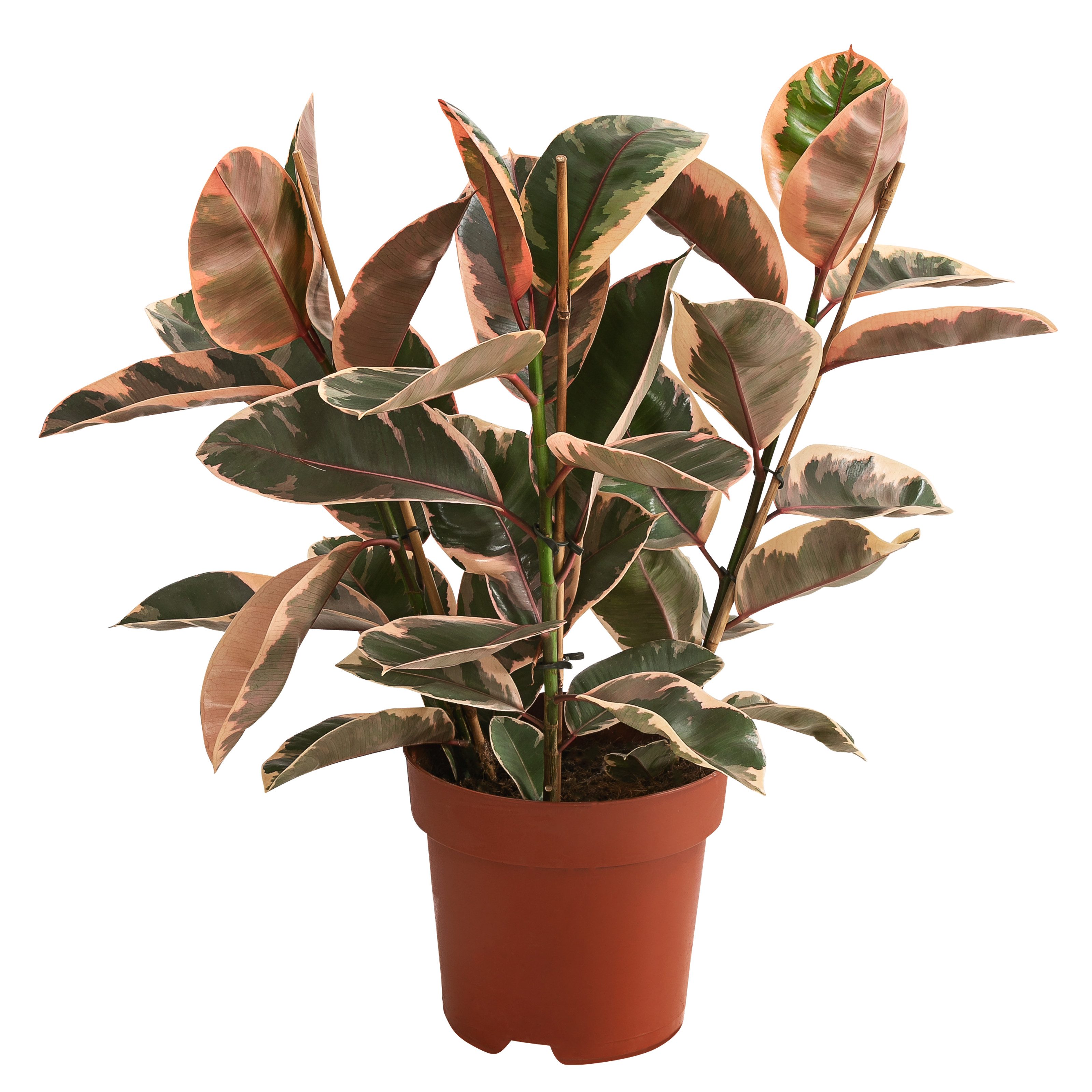 Dehner Zimmerpflanze Gummibaum Belize, Ficus elastica, rosa-grün panaschierte Blätter, tropische Zimmerpflanze, pflegeleicht und anspruchslos