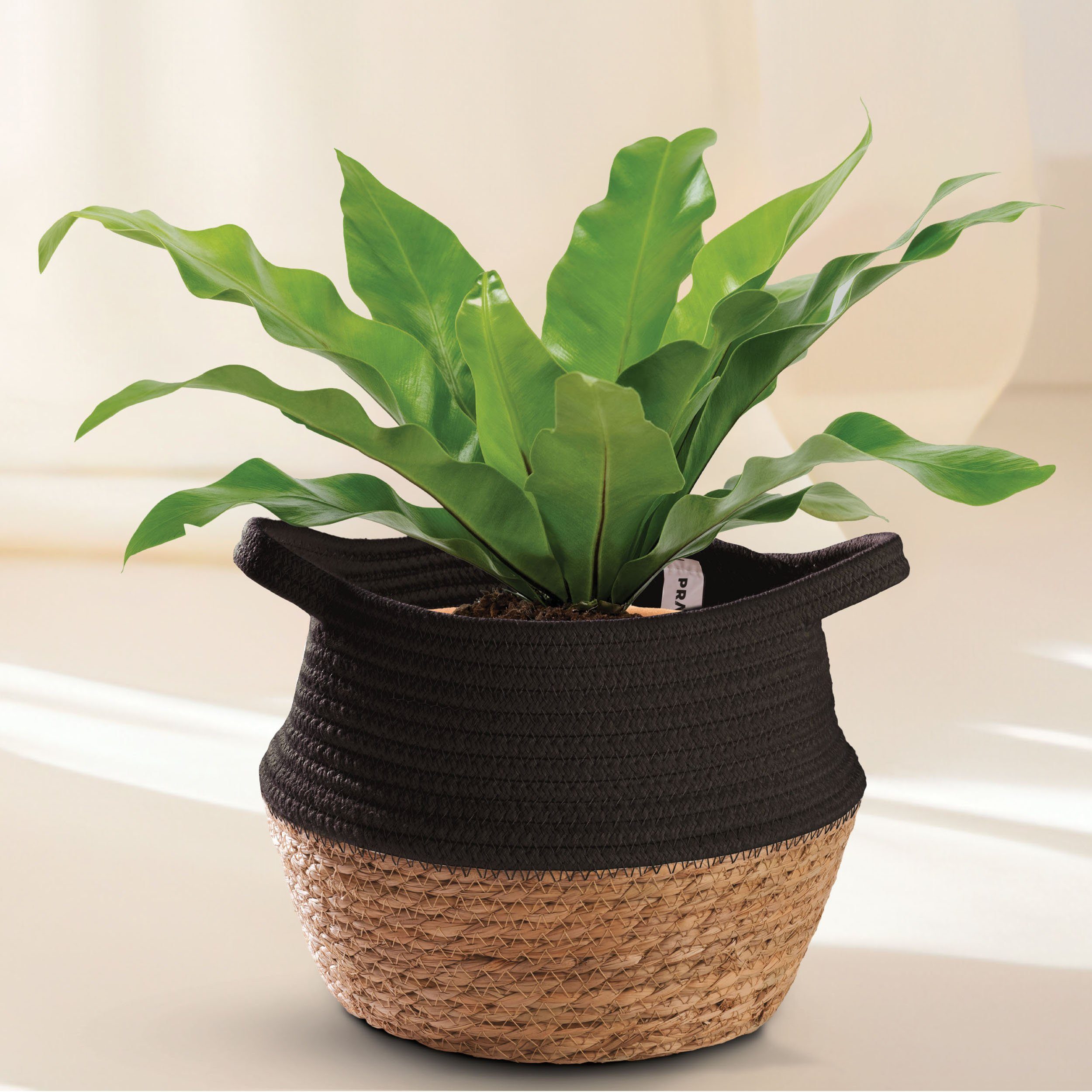 Praknu Aufbewahrungskorb Blumentopf aus nachhaltigem Seegras und Baumwolle günstig online kaufen