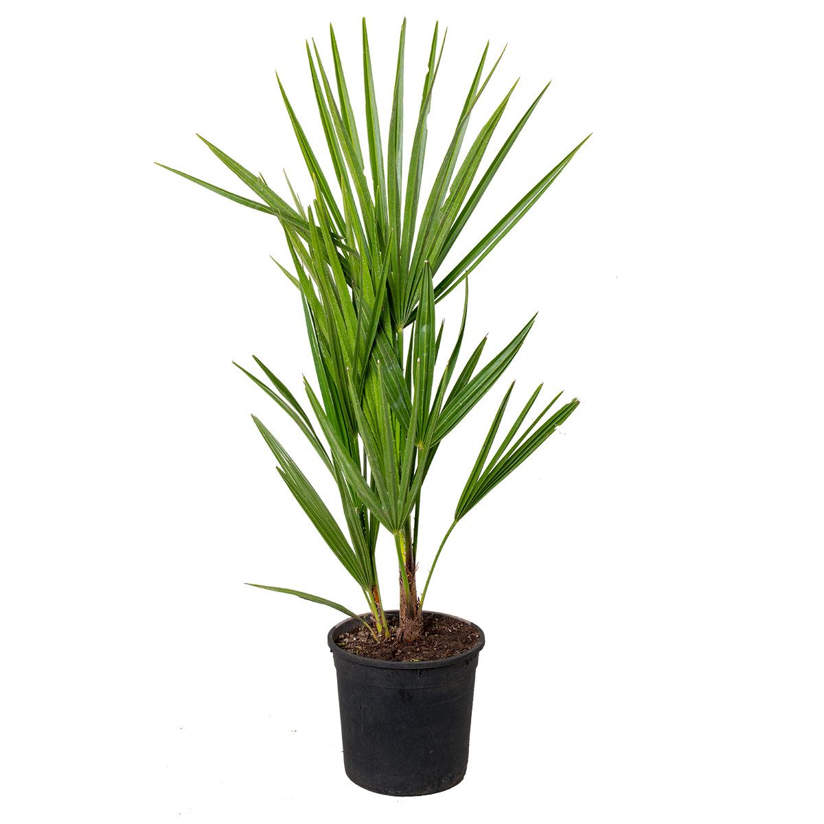 Bloomique Kübelpflanzen Bloomique - Chamaerops Humilis - Europäische Zwergpalme - Palmen Winte, 1 St.