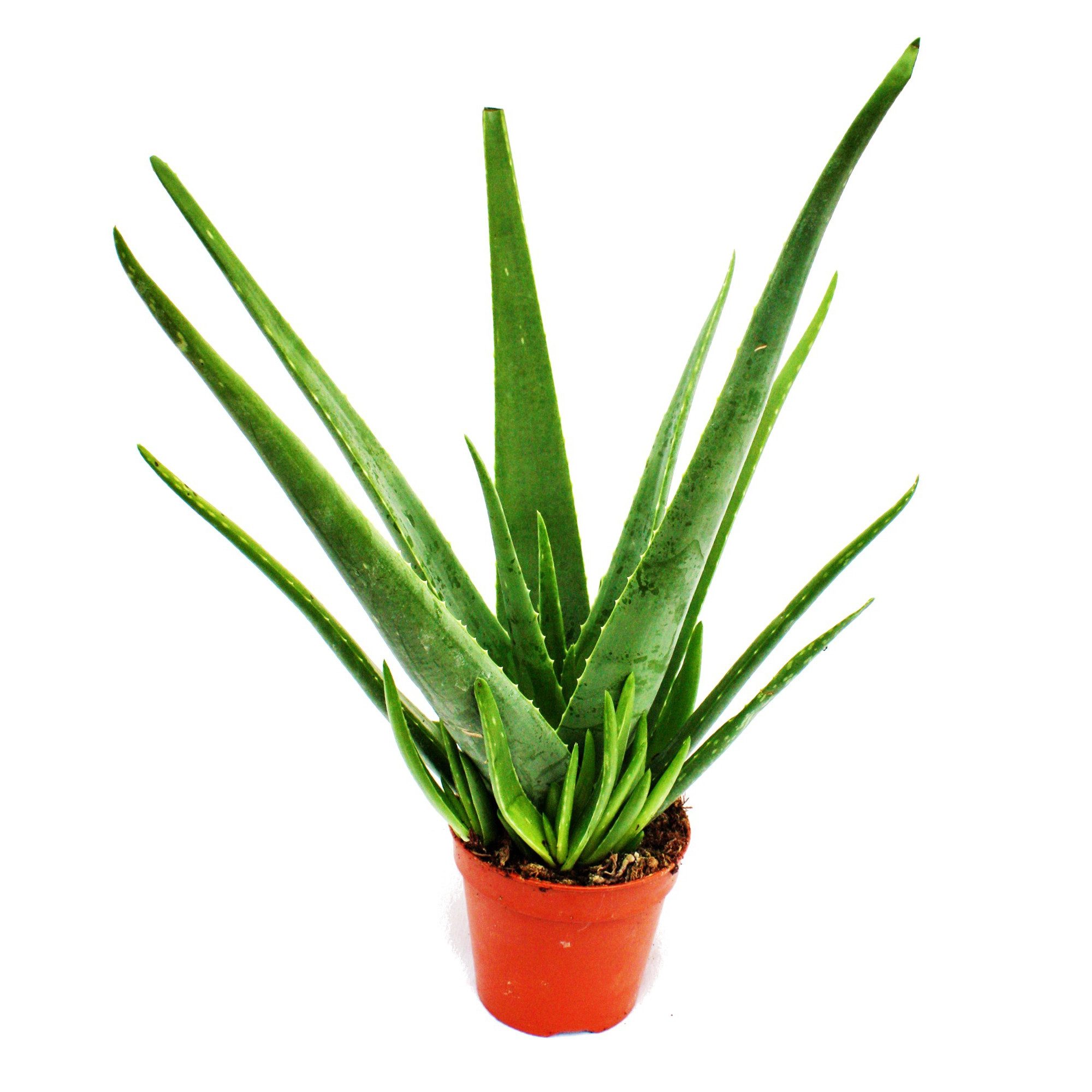 Exotenherz Sukkulente Aloe vera - ca. 4-5 Jahre alt - 15cm Topf