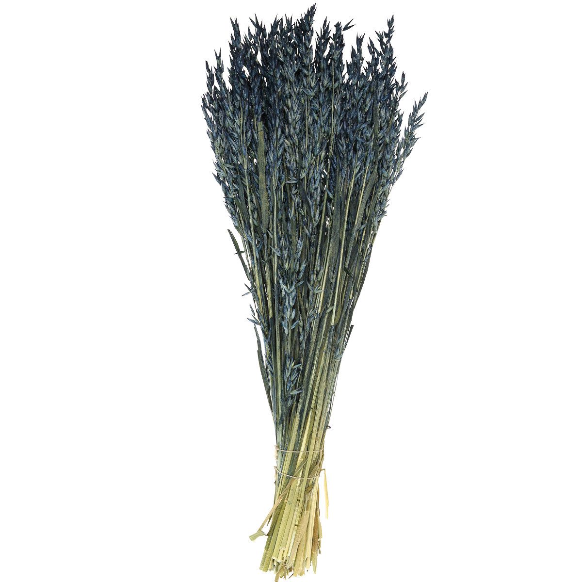Trockenblume Blauer Deko-Hafer Trockenblumen Getreide 68cm, Florists Products, Höhe 1 cm