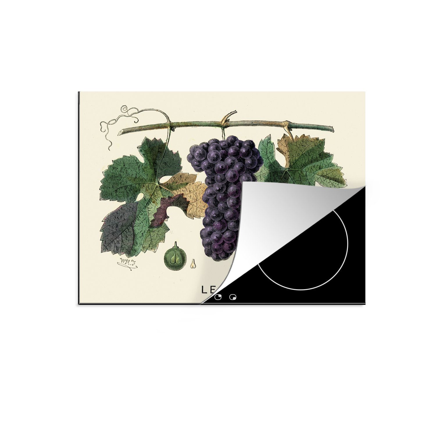MuchoWow Herdblende-/Abdeckplatte Eine Illustration von Weintrauben an einer Rebe, Vinyl, (1 tlg), 70x52 cm, Mobile Arbeitsfläche nutzbar, Ceranfeldabdeckung