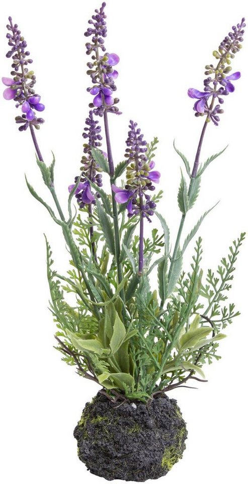 Künstliche Zimmerpflanze »Lavendel« Lavendel, Botanic-Haus, Höhe 30 cm-HomeTrends