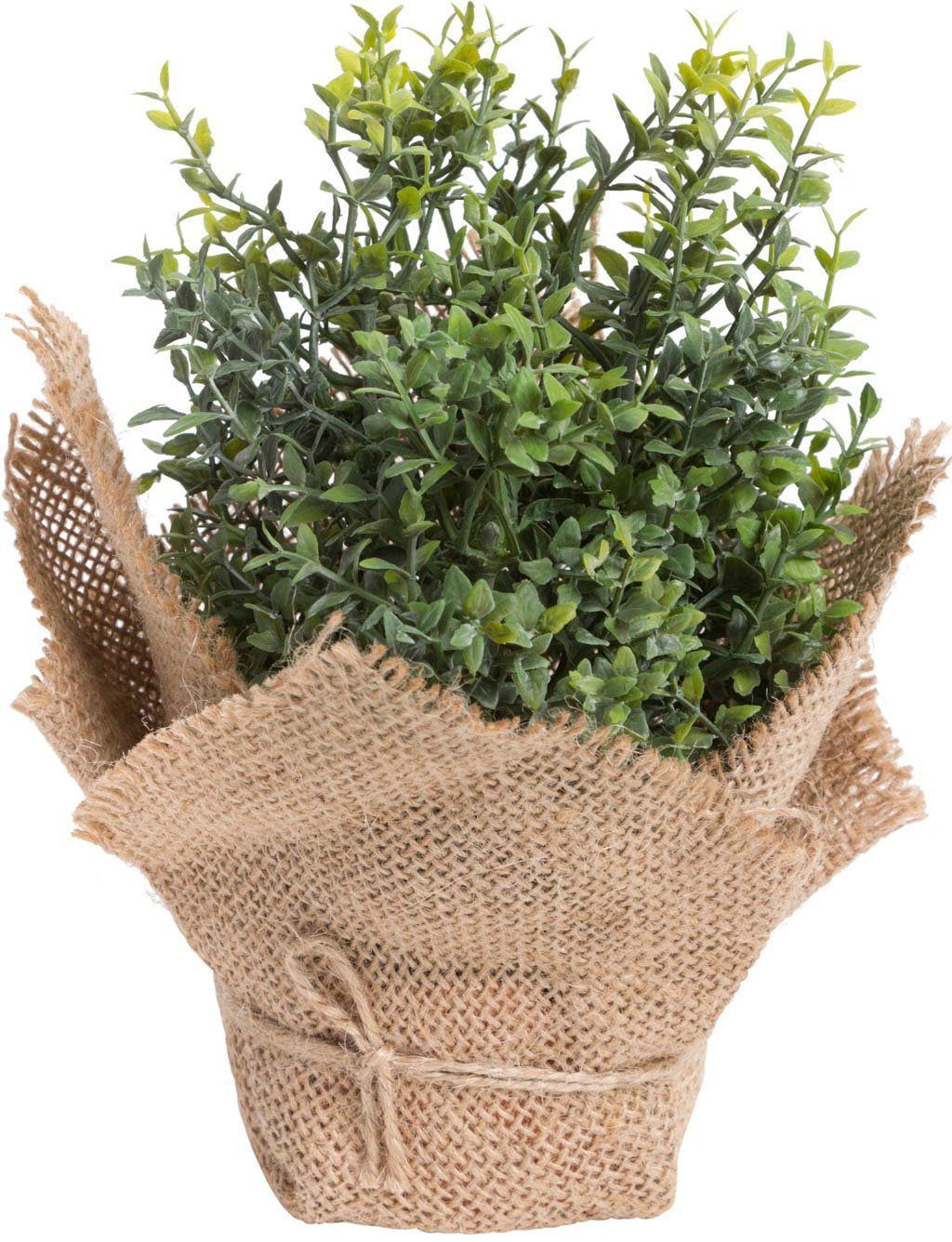 Künstliche Zimmerpflanze Kräuter Kräuter, Botanic-Haus, Höhe 20 cm