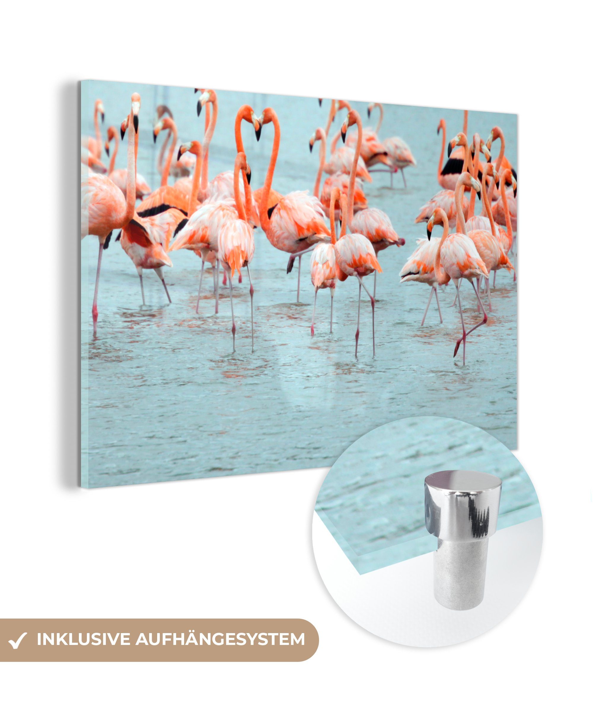 MuchoWow Acrylglasbild Vögel - Tiere - Curaçao, (1 St), Acrylglasbilder Wohnzimmer & Schlafzimmer