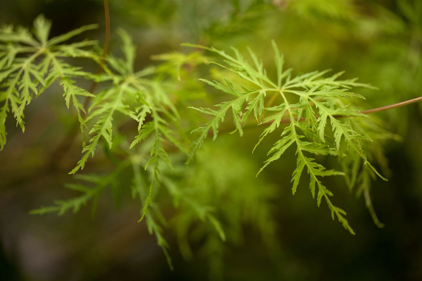 Pflanzen für Dich Gehölze Acer palm. Emerald Lace, 1 St., Japanischer Ahorn, Fächerahorn