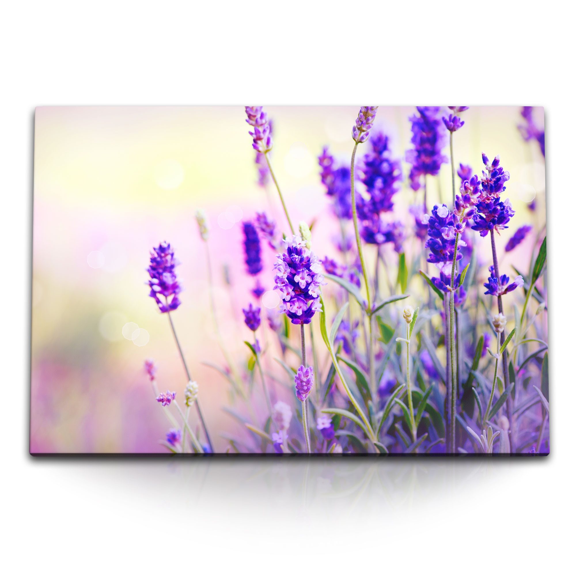 Sinus Art Leinwandbild 120x80cm Wandbild auf Leinwand Lavendel Blumen Sommer Sonnenschein Vio, (1 St)