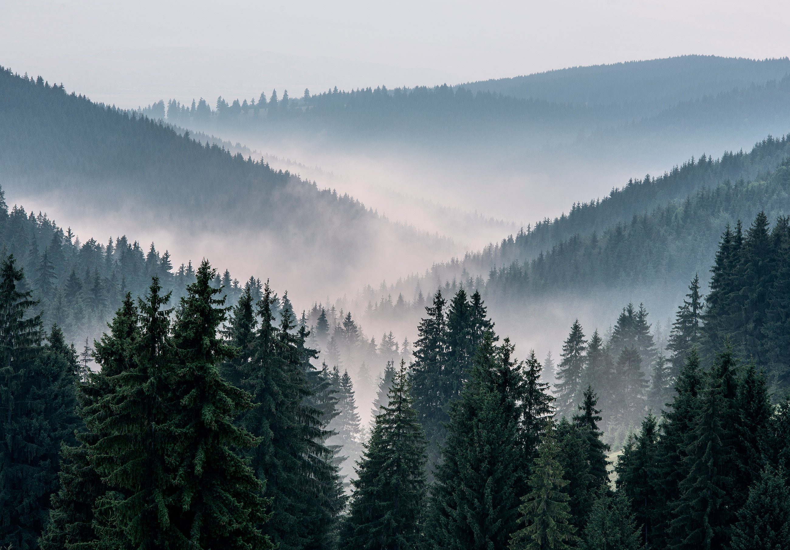 Wallarena Fototapete Wald Berge Nebel Glatt, inklusive im Kleister Vlies Wohnzimmer Tapete Vliestapete Schlafzimmer, Natur, EFFEKT 3D
