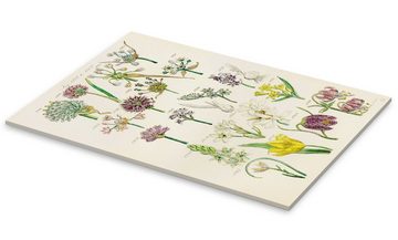 Posterlounge Acrylglasbild Sowerby Collection, Wildblumen, Fig. 1281-1300, Klassenzimmer Vintage Grafikdesign