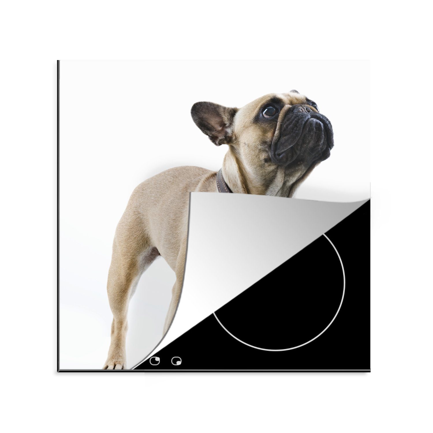 MuchoWow Herdblende-/Abdeckplatte Französische Bulldogge - Halsband - Braun, Vinyl, (1 tlg), 78x78 cm, Ceranfeldabdeckung, Arbeitsplatte für küche