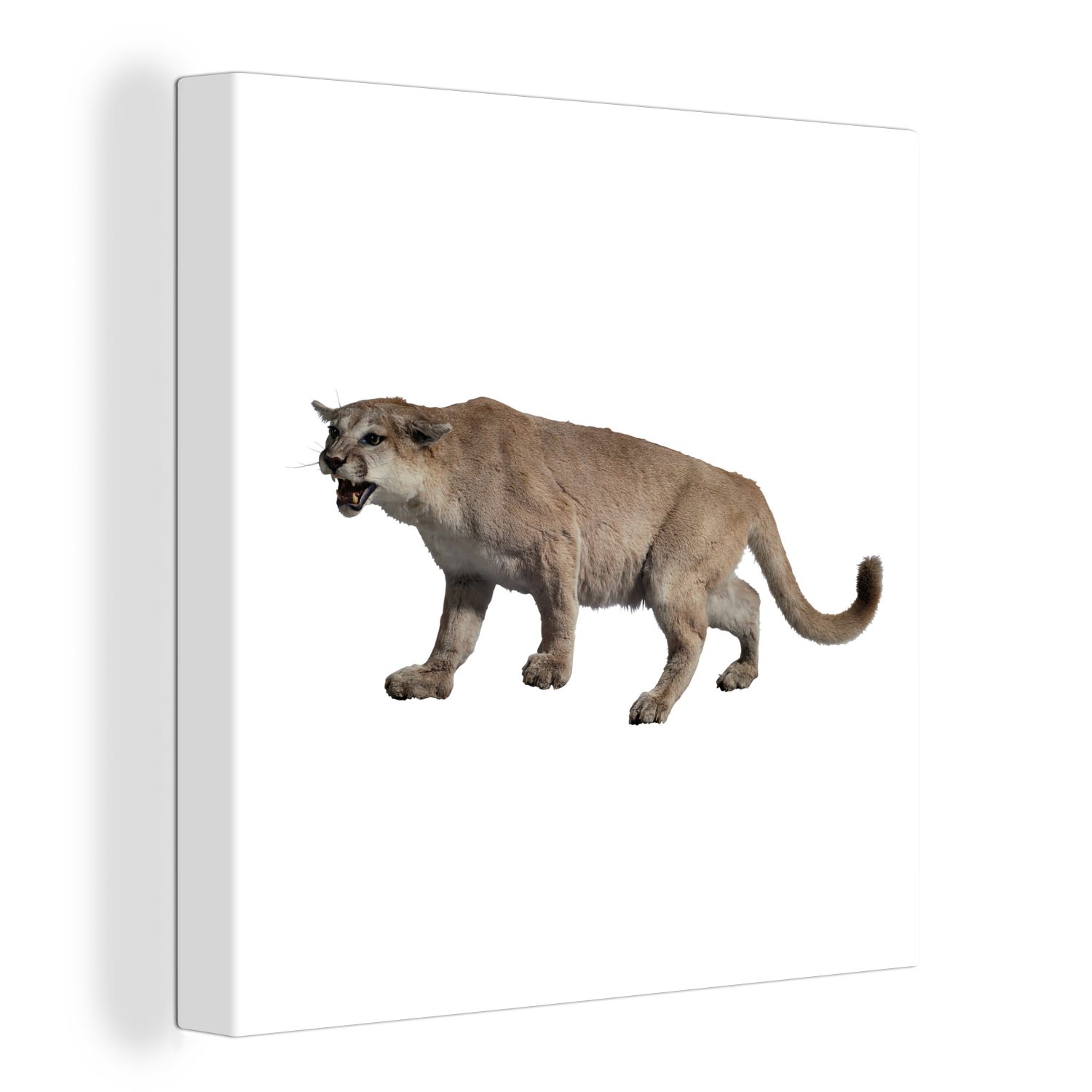 OneMillionCanvasses® Leinwandbild Ein Puma auf weißem Hintergrund hält Ausschau nach ihm, (1 St), Leinwand Bilder für Wohnzimmer Schlafzimmer