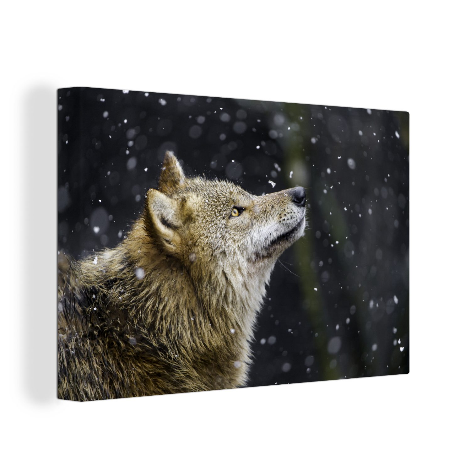 OneMillionCanvasses® Leinwandbild Wolf - Schnee - Braun, (1 St), Wandbild Leinwandbilder, Aufhängefertig, Wanddeko, 30x20 cm