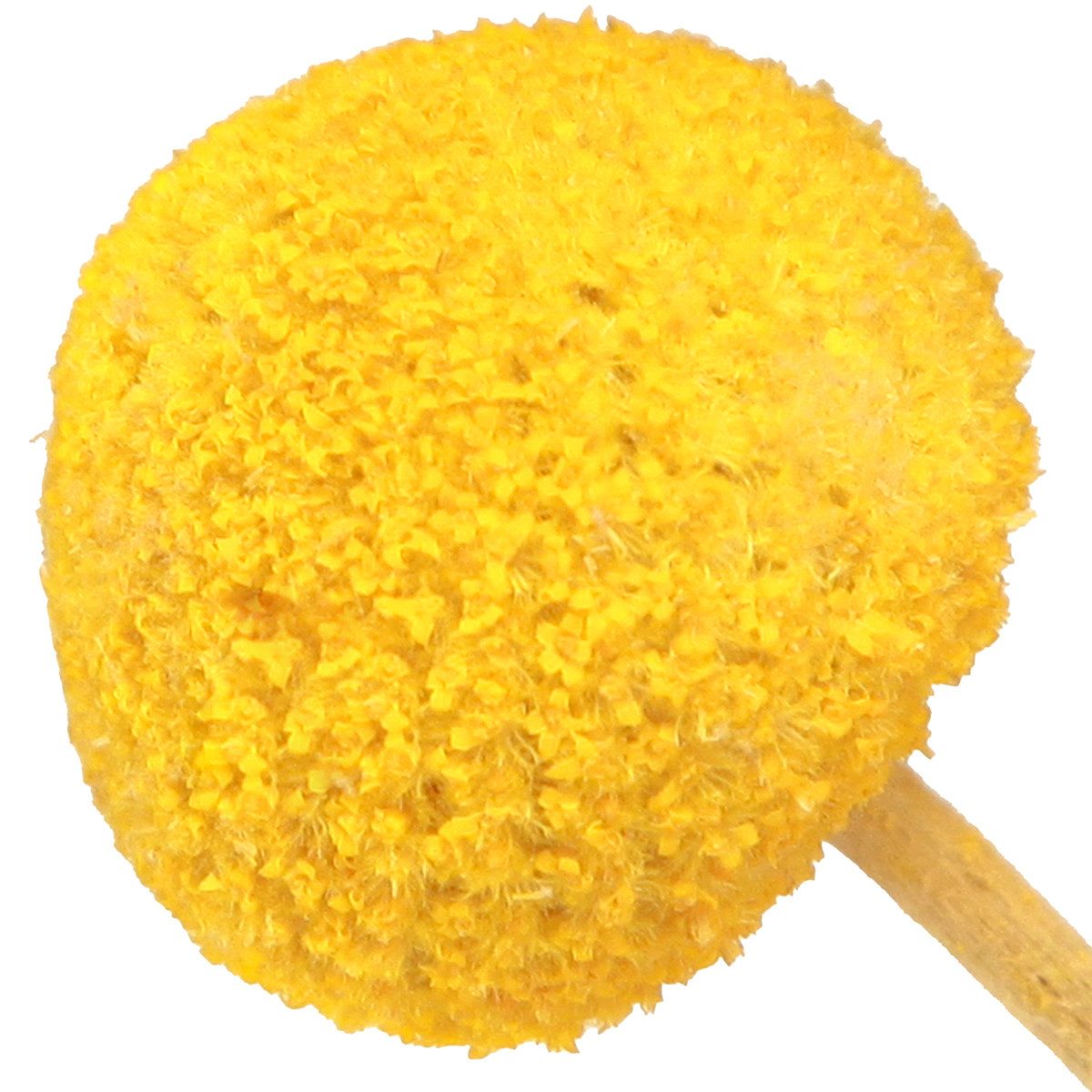 Trockenblume Gelbe Craspedia getrocknet Trockenblumen 45-55cm günstig online kaufen