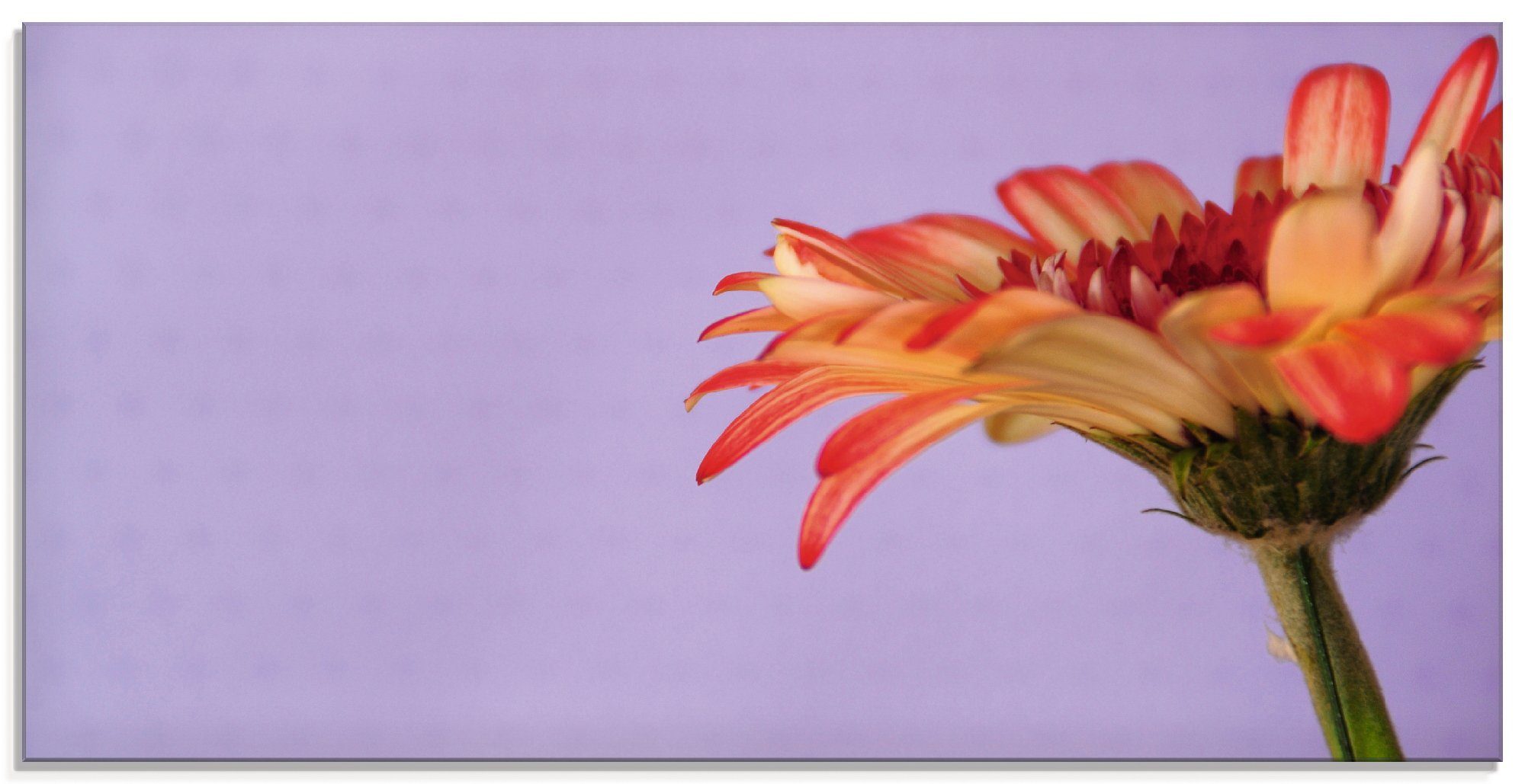 Artland Glasbild »Blume«, Blumen (1 Stück)-Otto