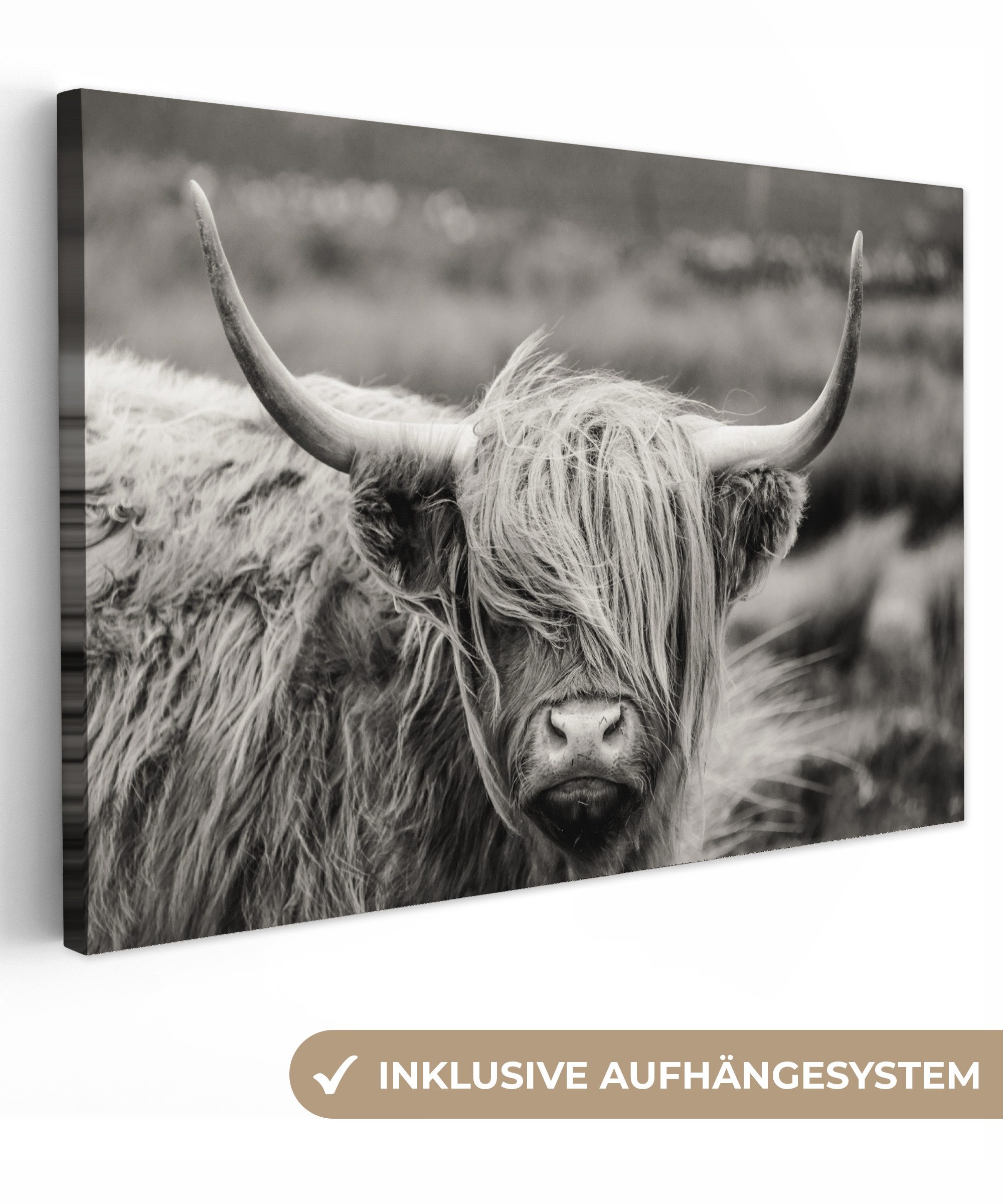 OneMillionCanvasses® Leinwandbild Schottischer Highlander - Kuh - Tiere - S günstig online kaufen