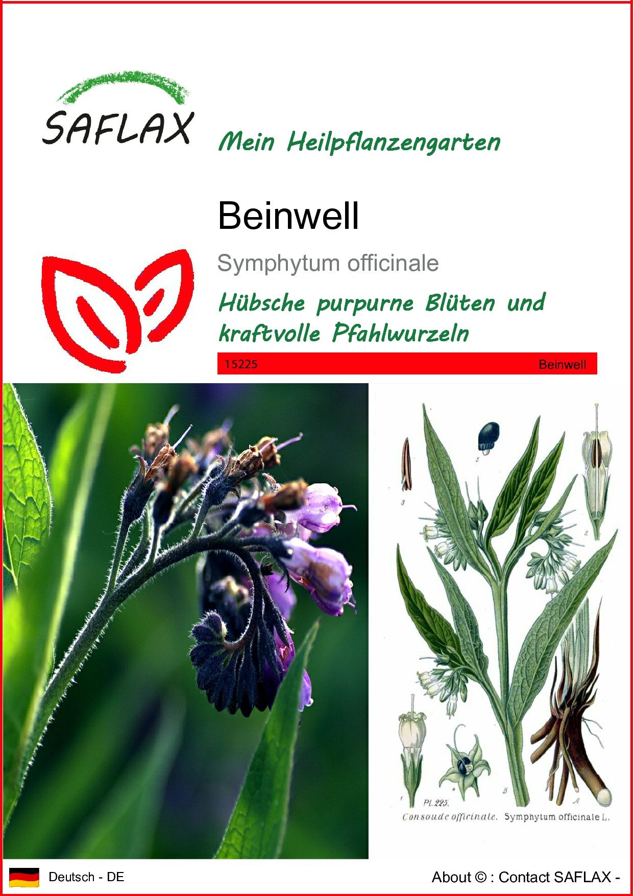 SAFLAX Blumensamen SAFLAX - Samen - Beinwell günstig online kaufen