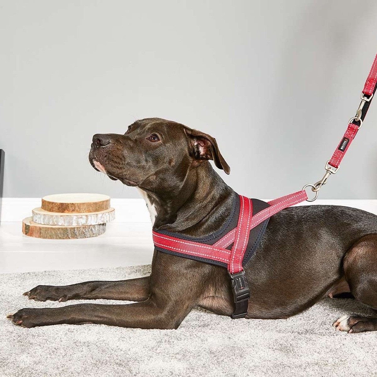 Wolters Hunde-Geschirr Geschirr Soft & Safe reflektierend cayenne/schwarz