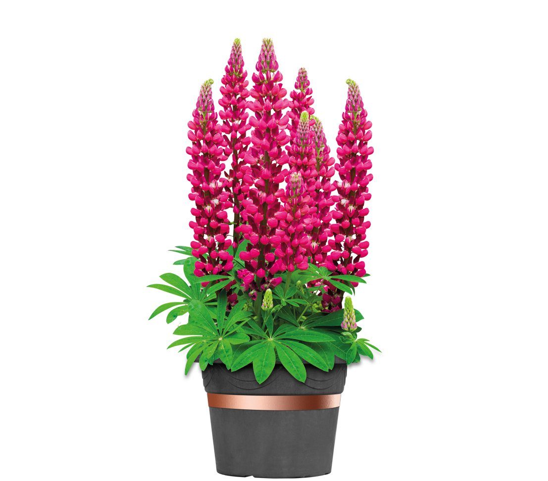 Dehner Gartenpflege-Set Bio Schneckenband selbstklebend, Länge 5 m, Kupfer