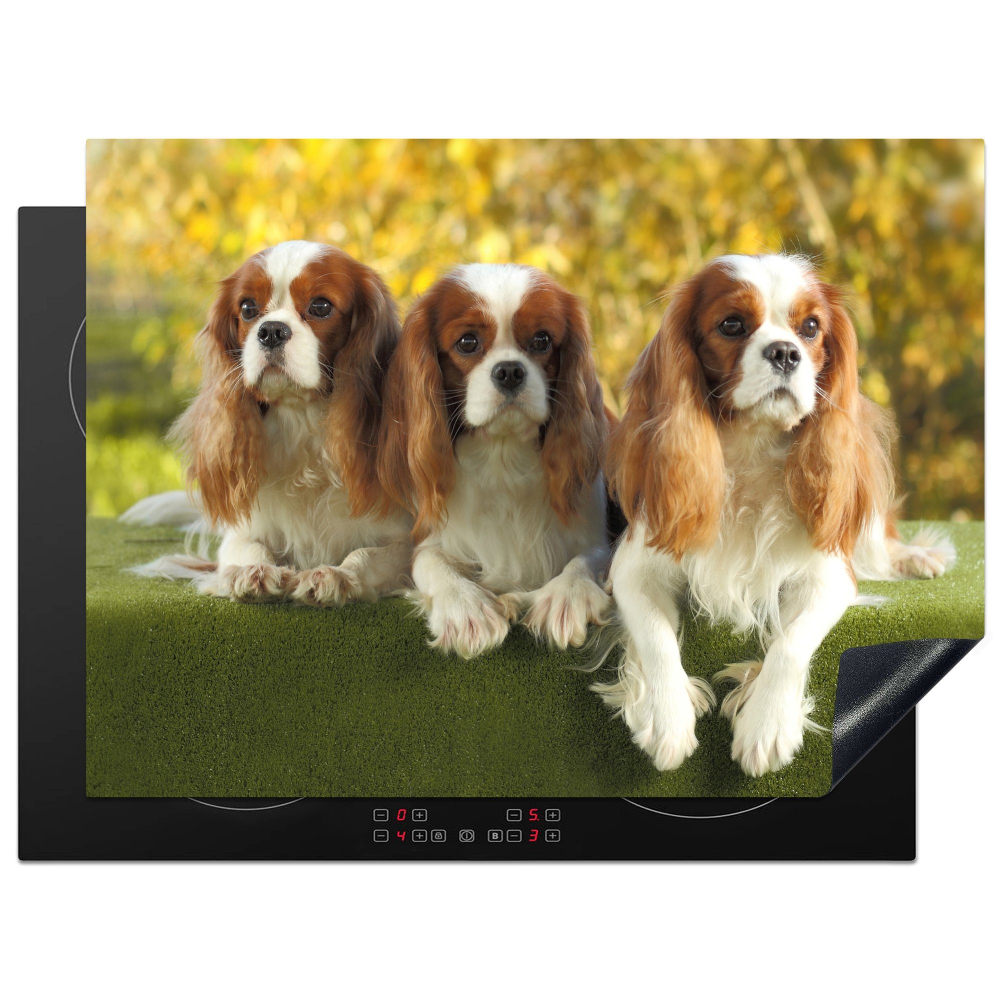 MuchoWow Herdblende-/Abdeckplatte Drei schöne Ceranfeldabdeckung cm, nebeneinander, nutzbar, tlg), Charles Mobile Arbeitsfläche (1 Spaniels 70x52 King Cavalier Vinyl