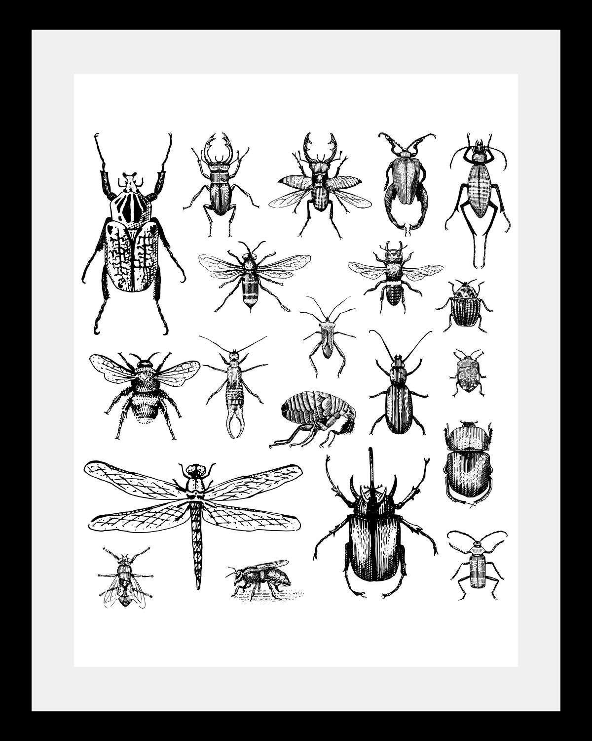 Käfer, Bild Größen, queence 3 gerahmt in