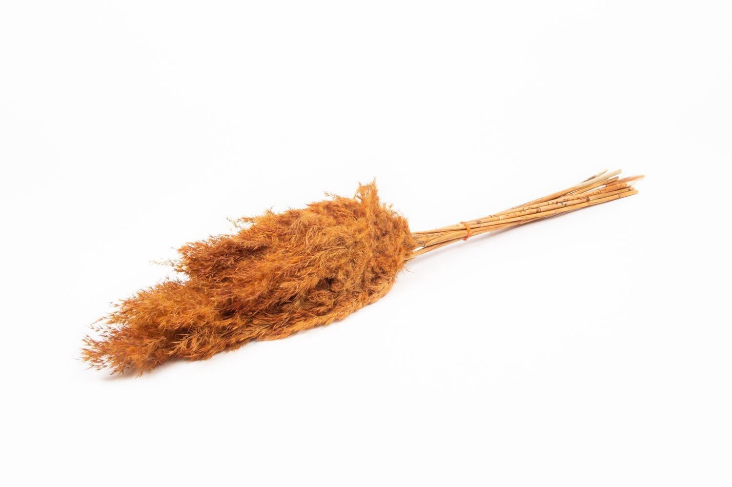 Trockenblume Schilf getrocknet DONJETA, grau-braun, 70-80cm, Ø15cm, INNA-Glas, Höhe 80.0 cm