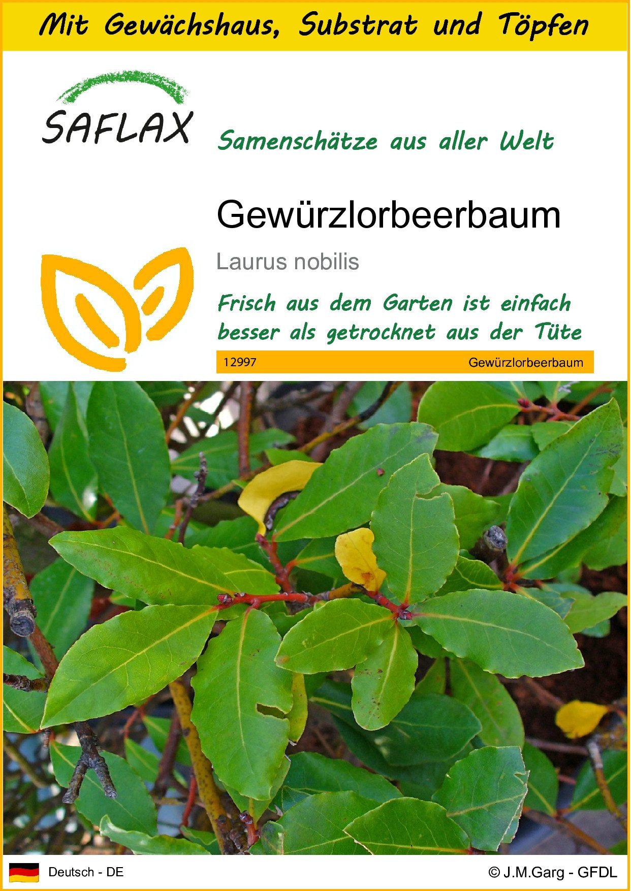 Blumensamen SAFLAX - Anzuchtset - Gewürzlorbeerbaum