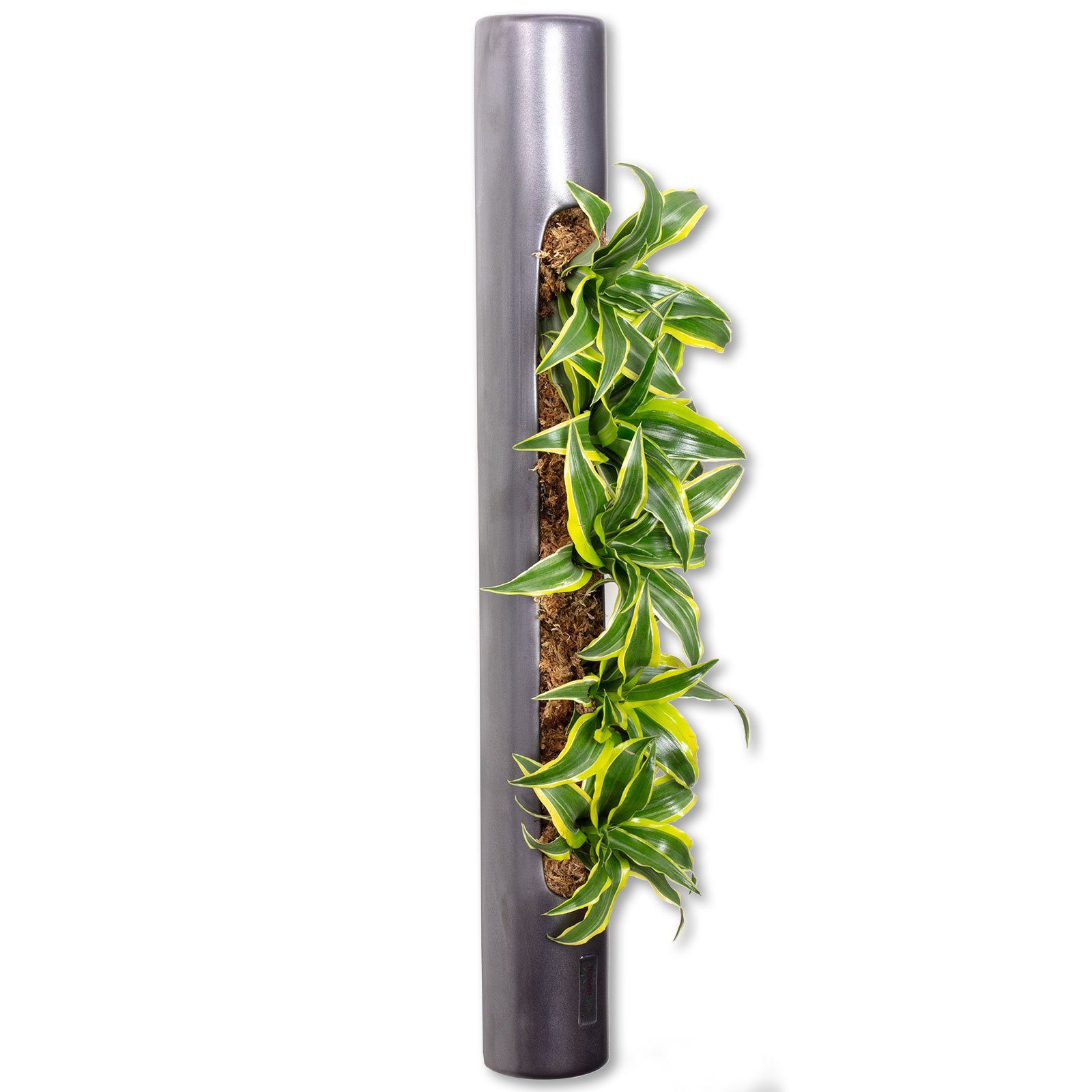 Flowerbox Wanddekoobjekt Wandbegrünung günstig online kaufen