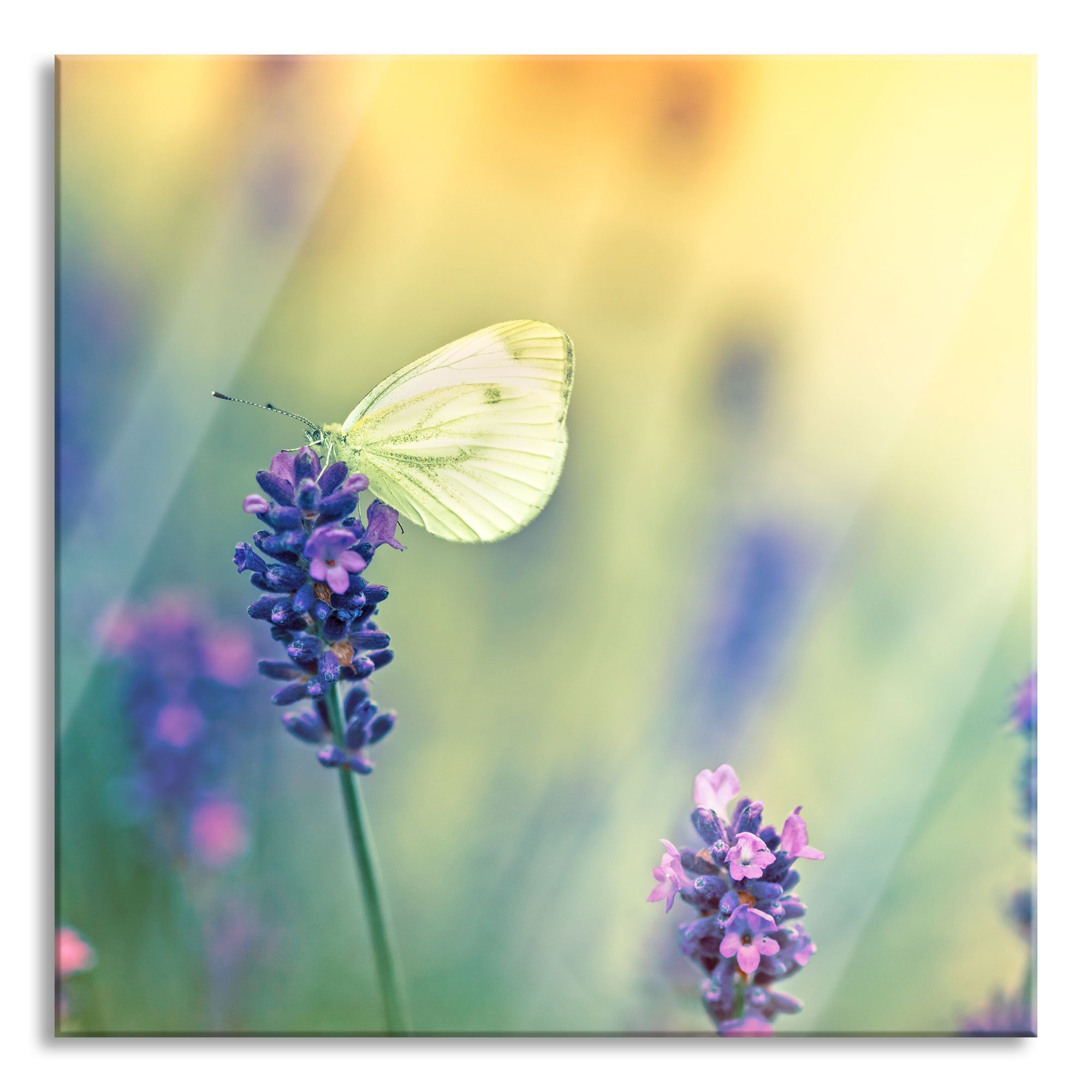 und inkl. Echtglas, Aufhängungen Lavendel auf Schmetterling Schmetterling auf Abstandshalter St), Glasbild (1 Pixxprint Lavendel, Glasbild aus