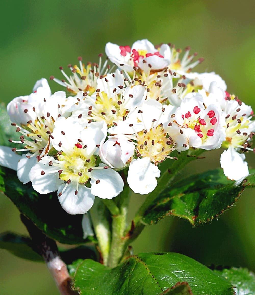 BALDUR Garten Obstpflanze Vitaminbeere 'Aronia Viking', 1 St., Selbstbefruchtend,winterhart, essbar, pflegeleicht – Bild 3 von 3