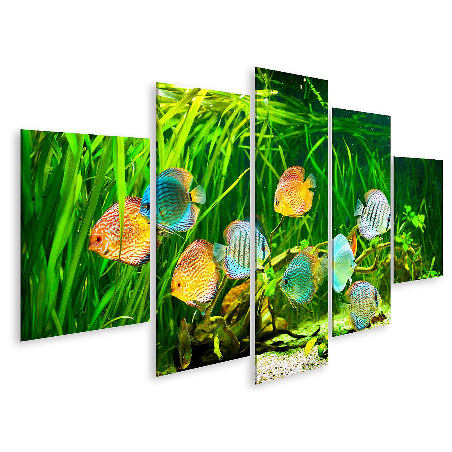 Leinwandbild Bild auf Leinwand Symphysodon Diskus in einem Aquarium auf einem grüne