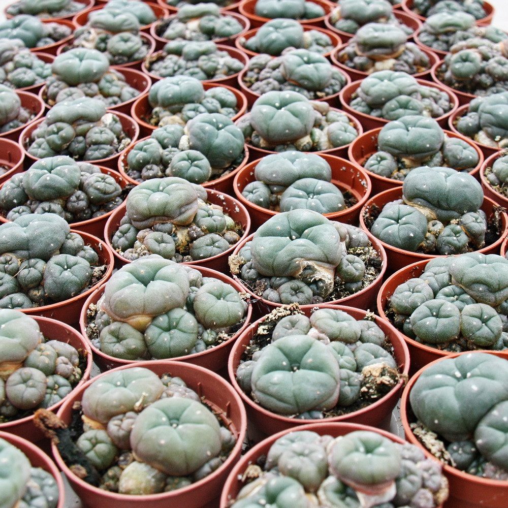 Exotenherz Kaktus Lophophora williamsii Peyote Peyotl Kaktus blühfähig, 5,5 günstig online kaufen