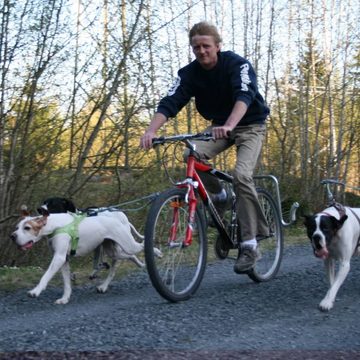SPRINGER Leine Fahrradhalter für Hunde, Metall