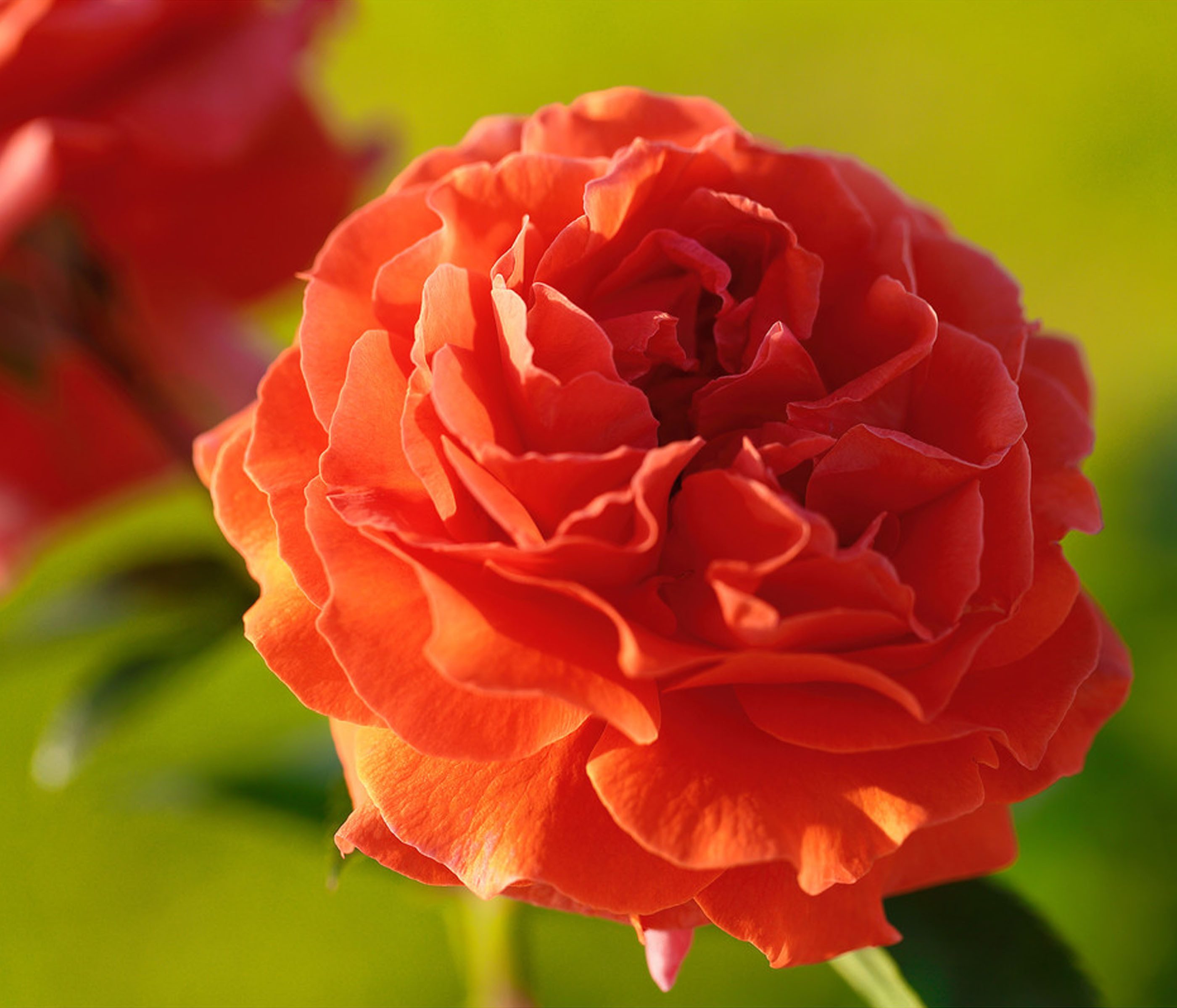 Dehner Rose Kletterrose Naranga®, 50-80 cm, duftende Blüten, dicht gefüllte orange-farbene Blüten, Züchter Tantau