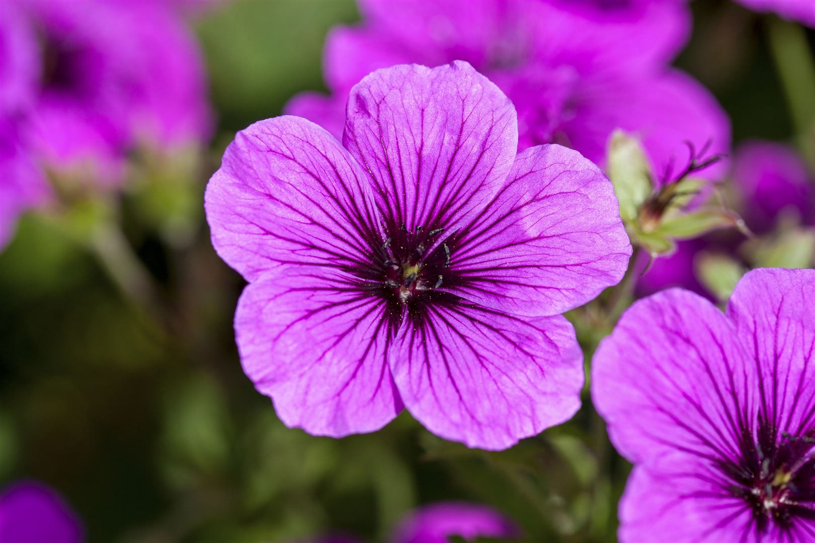 Pflanzen für Dich Staude Geranium sanguineum, 1 St., Blut-Storchschnabel, Blutroter Storchschnabel