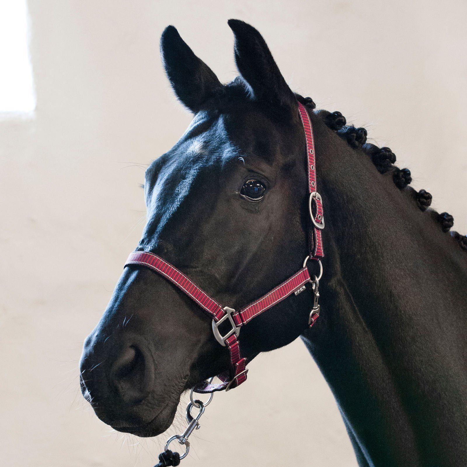 Horse Guard Halfter RIO Halfter korallenfarben - Pony