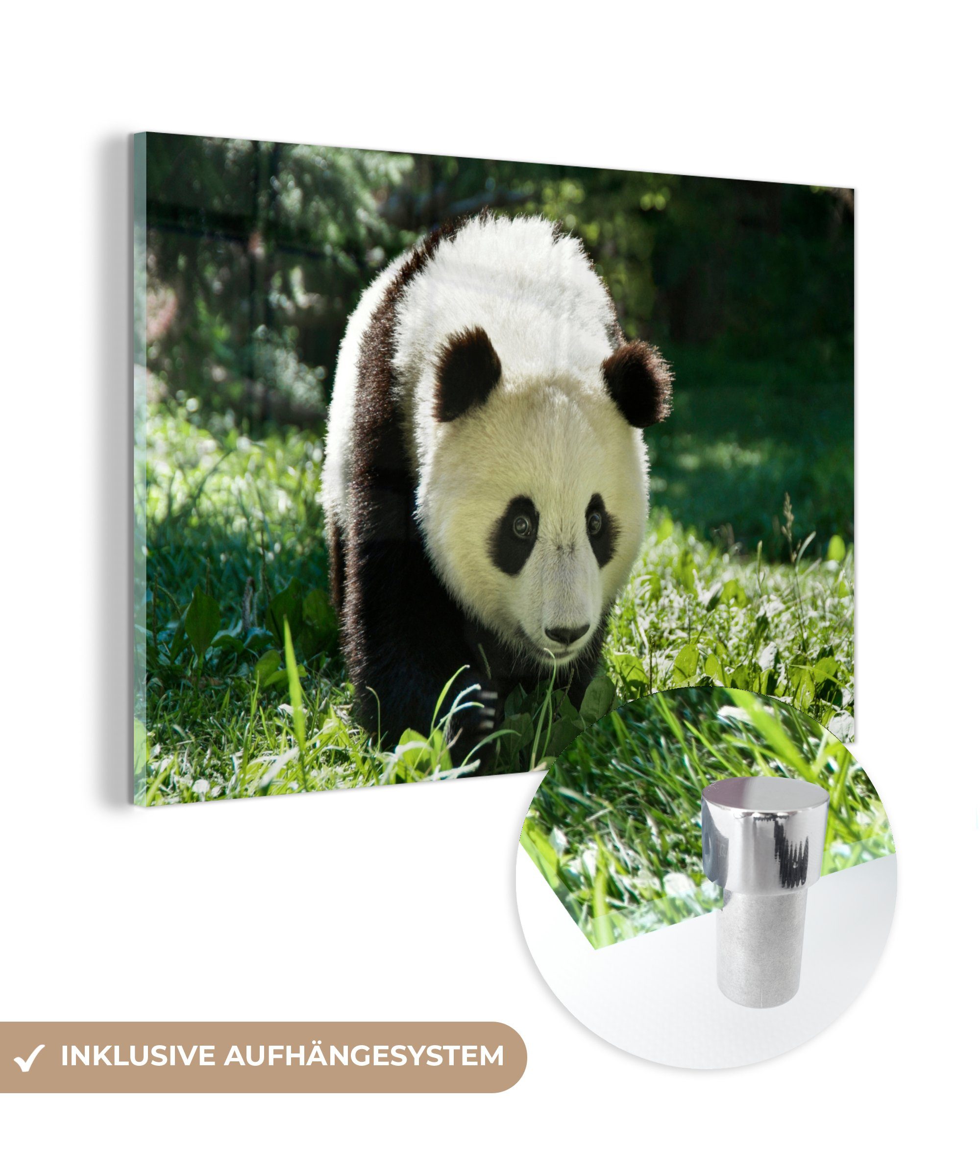 MuchoWow Acrylglasbild Panda - Gras - Tier, (1 St), Acrylglasbilder Wohnzimmer & Schlafzimmer