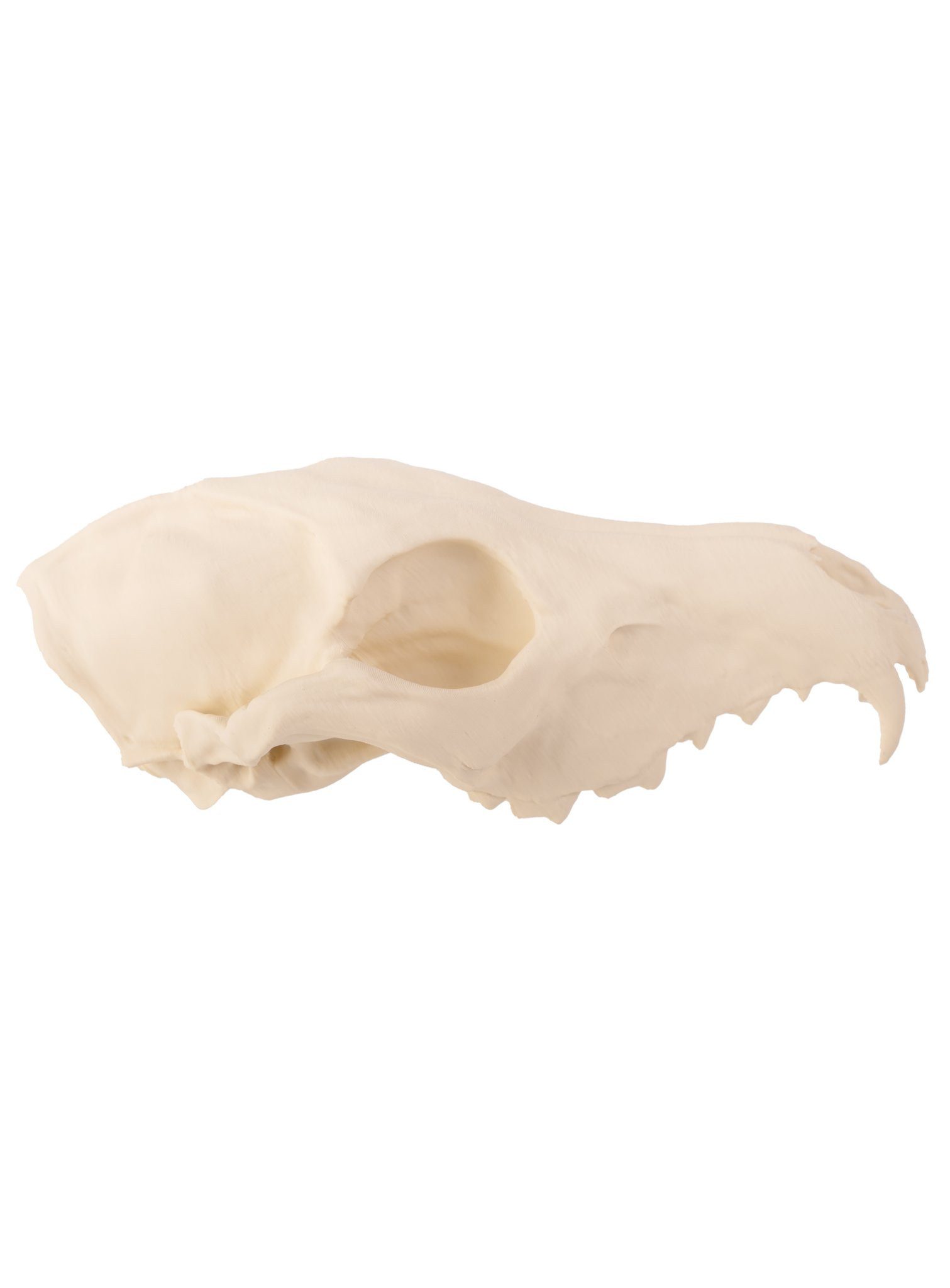 Andracor Dekoobjekt 3D-Druck Fuchsschädel - 16 cm - Halloween Skelett, Halloween Skelett