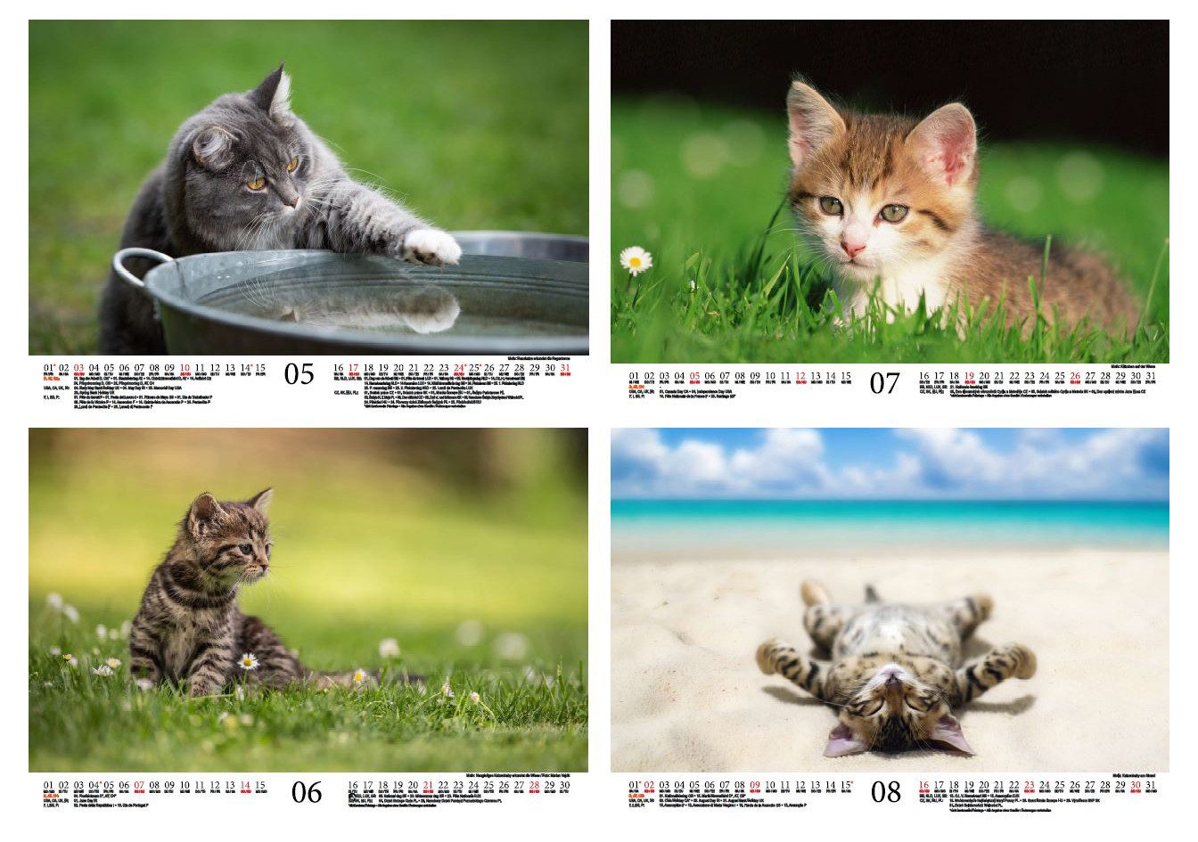 Seelenzauber Wandkalender Katzenzauber DIN A4 Kalender für 2026 Katzen und Katzenbabys