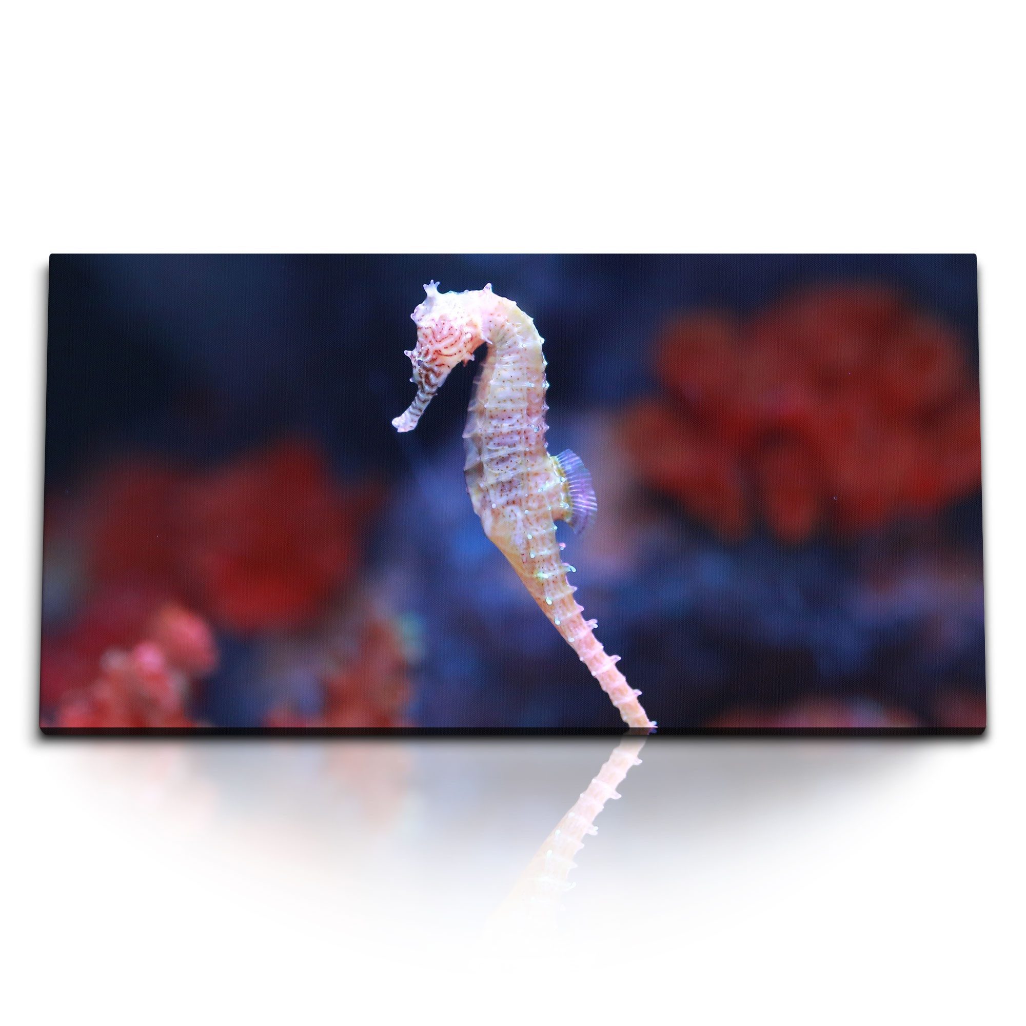 Leinwandbild Kunstdruck Bilder 120x60cm Unterwasserfotografie Seepferdchen Meer Kor