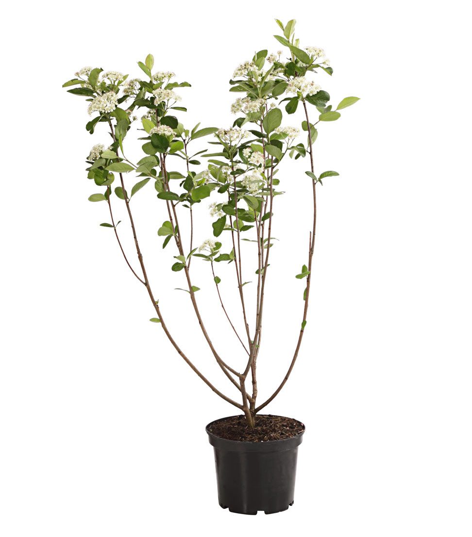 Dehner Zierstrauch Apfelbeere Aronia Viking, Selbstbefruchter, ca. 40-60 cm, 3 l Topf, insektenfreundlich, frosthart – Bild 2 von 3