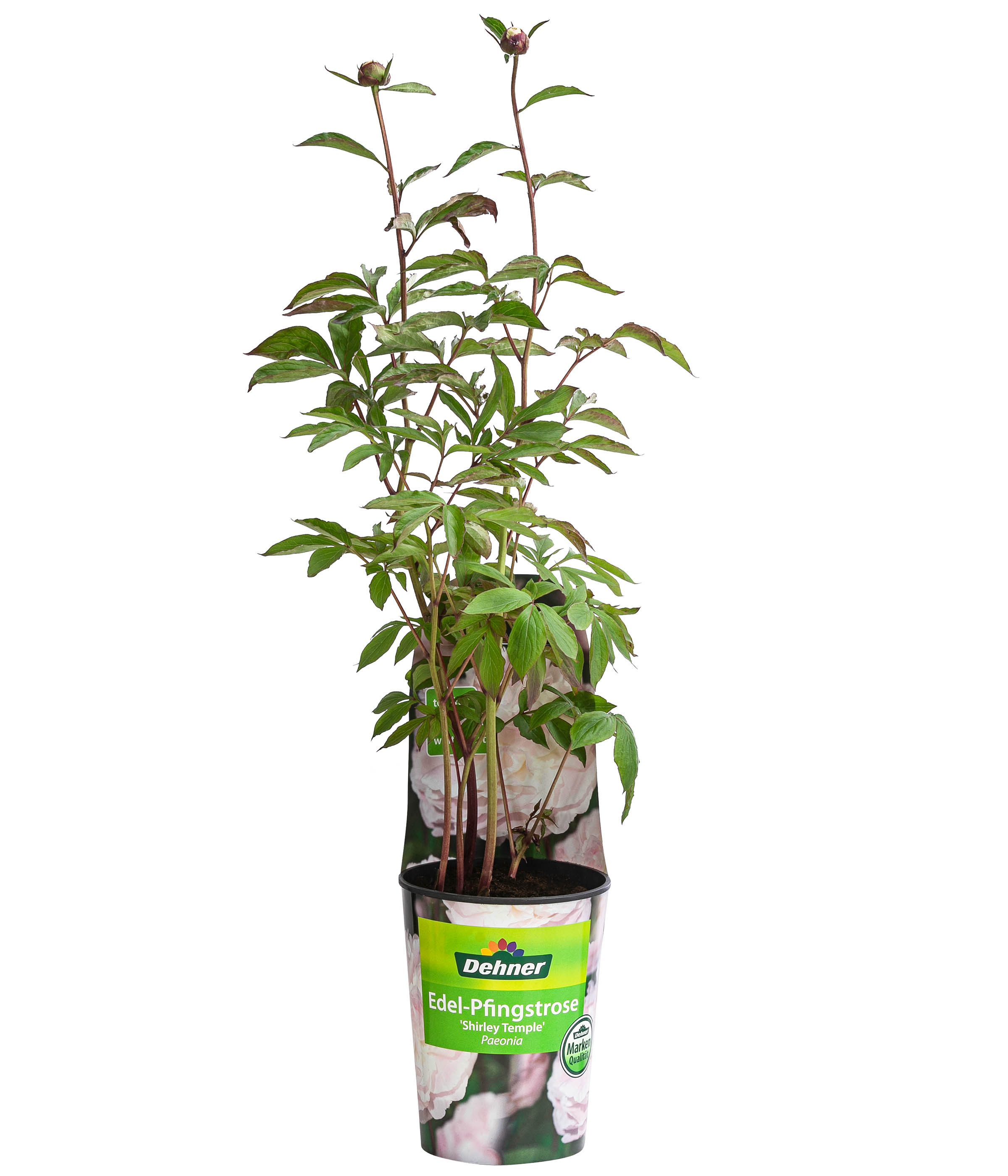 Dehner Staude Edel-Pfingstrose, gefüllte / duftende Blüten, 20-30 cm, 2 l Topf