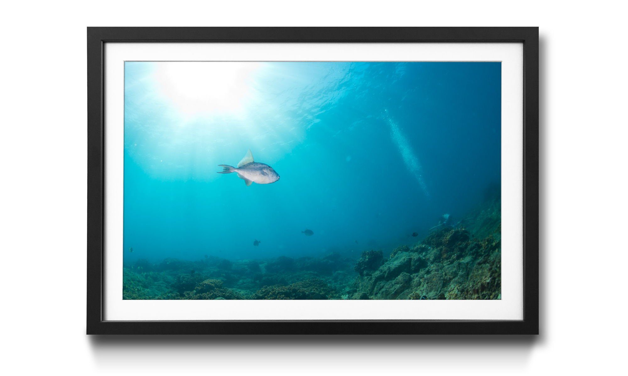 WandbilderXXL Bild mit Rahmen Colorful Reef, Fische, Wandbild, in 4 Größen erhältlich