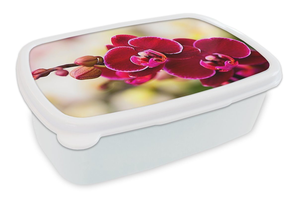 MuchoWow Lunchbox Nahaufnahme von roten Orchideen vor einem unscharfen Hintergrund, Kunststoff, (2-tlg), Brotbox für Kinder und Erwachsene, Brotdose, für Jungs und Mädchen weiß
