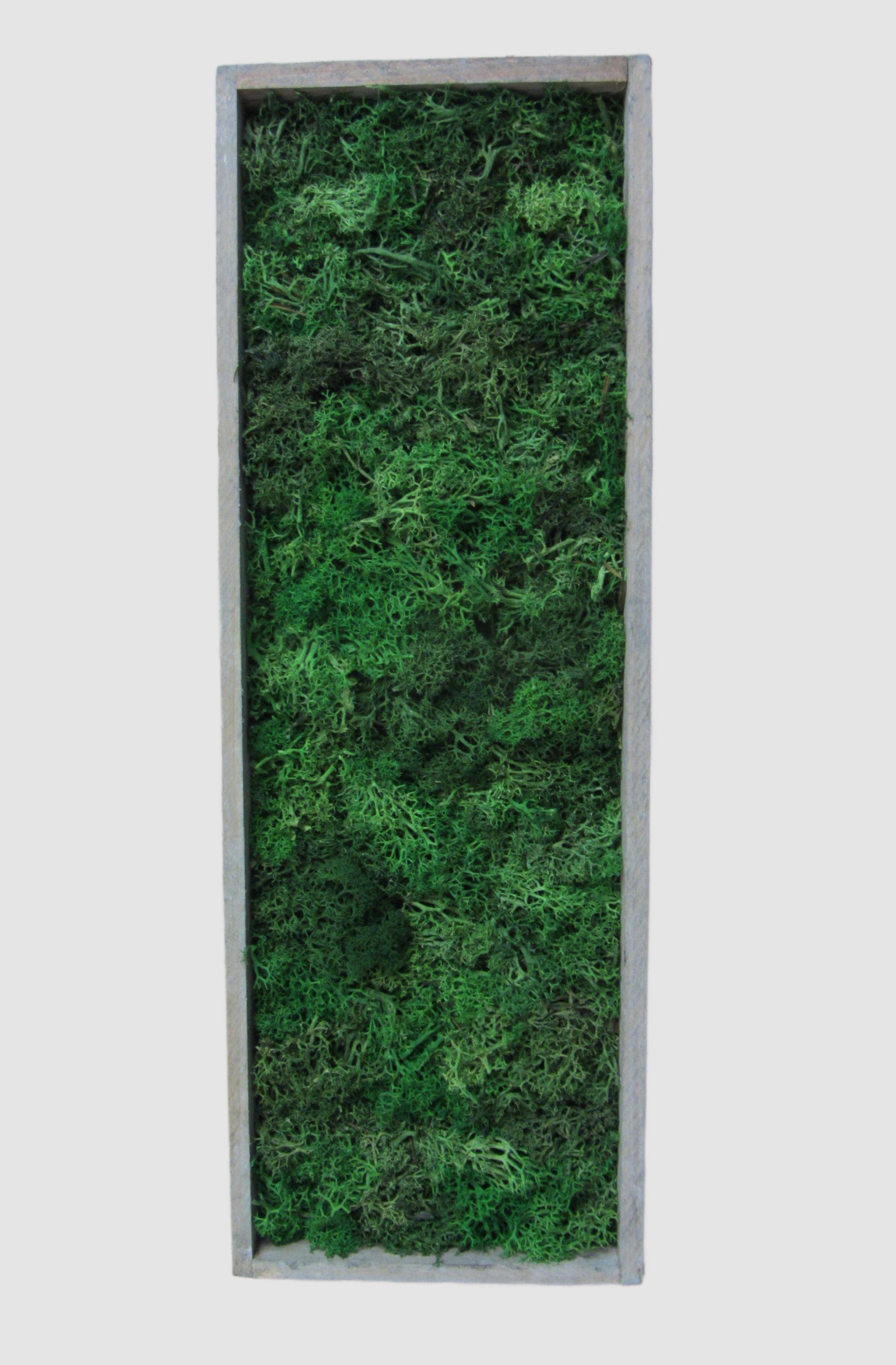 meinvipshop Wandbild Moosbild mit echtem konserviertem Moos 40 x 14cm grau, günstig online kaufen