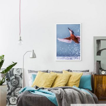 Sinus Art Poster Tierfotografie  Eisvogel bei der Jagd 60x90cm Poster